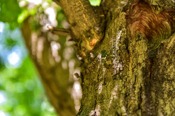 Old trees in the forest trunk texture and cicadas perched on the trunk