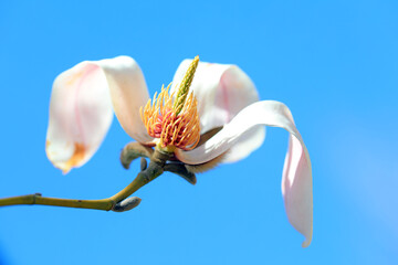 Fototapeta na wymiar magnolia micro photos of flowers