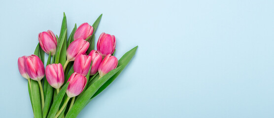 Long horizontal banner with pink tulips on blue background. Top view. Copy space for text - Image