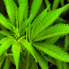 Naklejka na ściany i meble Marijuana Plant Bud and Leaves
