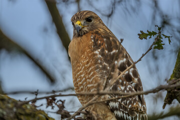 red shouldered hawk