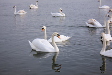 A flock of white swans floating on the reflective water of the lake.
