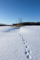Fototapeta na wymiar Country side Winter scene. Animal foot prints in the snow