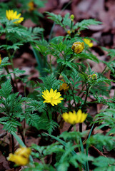 flowers in the forest
