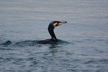 海で泳ぐウミウ