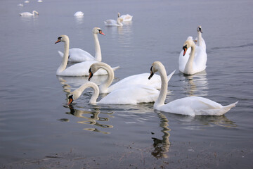 A flock of white swans floating on the reflective water of the lake.