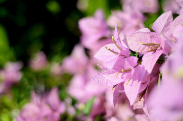 Blooming pink Bougainvillea flowers, native to South America and grown in tropical climates, used at funerals in China and India. close up view with bokeh background