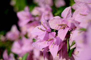 Blooming pink Bougainvillea flowers, native to South America and grown in tropical climates, used at funerals in China and India. close up view with bokeh background