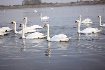 A flock of white swans floating on the reflective water of the lake.