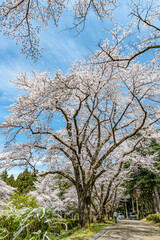 Obraz premium 染井吉野