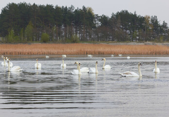 A flock of white swans floating on the reflective water of the lake.