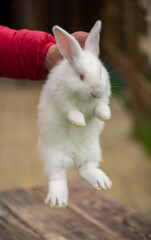 girl holding a little baby rabbit in her hands growing livestock products on the farm