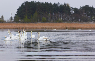 A flock of white swans floating on the reflective water of the lake.