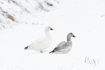 降雪の中のハクガン成鳥と幼鳥