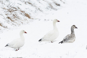 降雪の中のハクガン成鳥と幼鳥(snow goose)