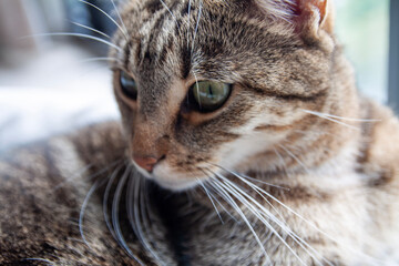 Cute tabby cat sitting at window and looking away, close up