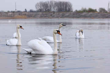 A flock of white swans floating on the reflective water of the lake.