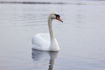 A beautiful swan swims across  the reflective water of the lake.
