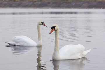 Two white swans float on the reflective water of the lake.
