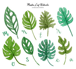 Monstera Leaf Watercolor