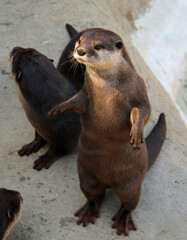 Standing River otter looking left