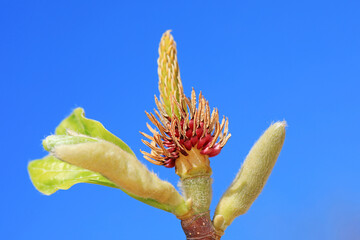 Magnolia ecological macro photo, North China