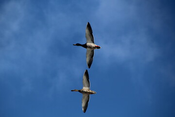 Ducks Flying Over, Gold Bar Park, Edmonton, Alberta
