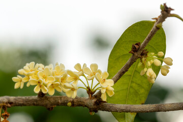 Group of white Sweet Osmanthus or Sweet olive flowers blossom on its tree in spring time