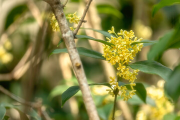 Group of white Sweet Osmanthus or Sweet olive flowers blossom on its tree in spring time