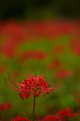 彼岸花の季節