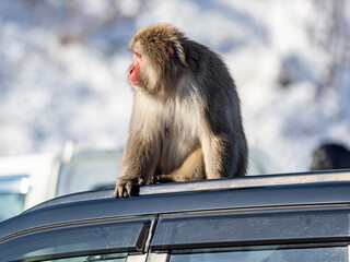 Japanese snow monkey on a car in shiga kogen 1