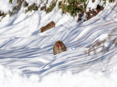 Japanese Snow Monkey In Shiga Kogen Deep Snow 1