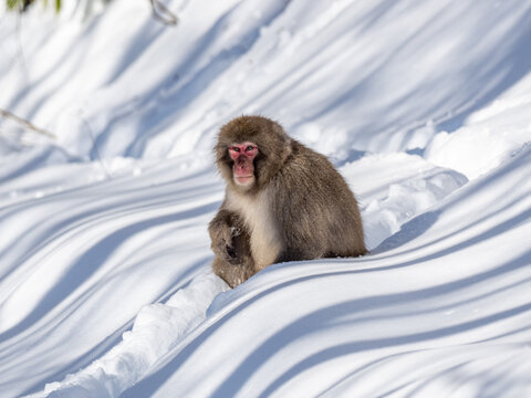 Japanese snow monkey in shiga kogen deep snow 13