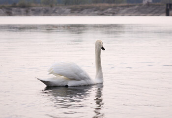 Naklejka na ściany i meble Beautiful swan birds float on the water of the lake. 