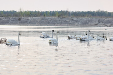 A flock of white swans floating on the reflective water of the lake.