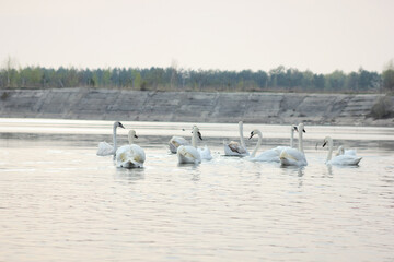 Naklejka premium A flock of white swans floating on the reflective water of the lake.