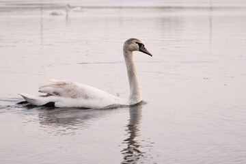 Beautiful swan birds float on the water of the lake.
