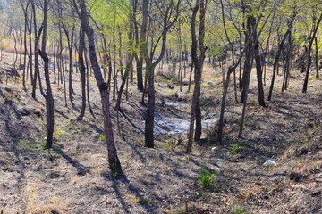 Group of trees in the forest background in India