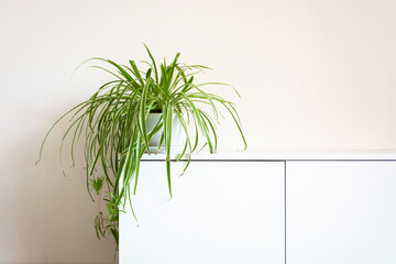 houseplant, Chlorophytum comosum in front of a light wall in a green pot, house plant, indoor plant, copy space