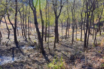 Group of trees in the forest background in India