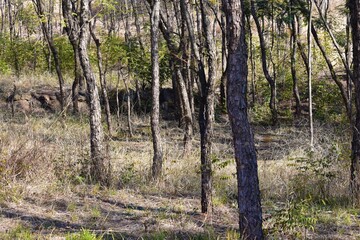 Fototapeta premium Group of trees in the forest background in India