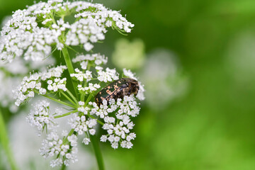 Small blue and white golden turtle that lives on wild plants