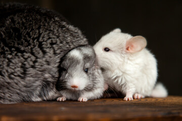 two little chinchillas, cute baby looking at the camera