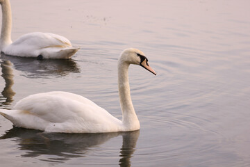 Beautiful swan birds float on the water of the lake.
