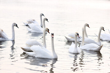 A flock of white swans floating on the reflective water of the lake.