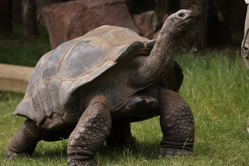 Galapagos-Riesenschildkröte 