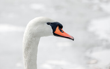 łabędź niemy ba białym lodzie biel © rpetryk