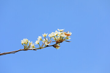Snow white pear flowers in the background of blue sky, North China