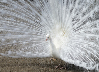 Obraz premium close up on white peacock with spreading tail feather