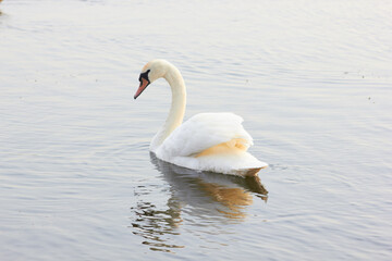 Beautiful swan birds float on the water of the lake.
